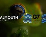 Showcase of film from the Marine and Natural History Course at Falmouth University, showcased at the 47th G7 Summit 2021