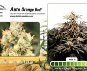 A time-lapse grow video of the beautiful Auto Orange Bud® of which you can find the seeds here: https://www.dutch-passion.com/en/cannabis-seeds/product/auto-orange-bud/nnGrown under the SolarSystem 275 (200 Watts)nnThe Dutch Passion master breeder responsible for some of the best modern autoflowering genetics, such as Auto Mazar®, Auto Ultimate® and Auto Daiquiri Lime®, took extra special care to create Auto Orange Bud®. A male autoflowering Auto Daiquiri Lime individual was first crossed w
