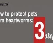 Learn how to protect pets from heartworms in just three steps. nnHeartworm, heartworm cats, heartworm dogs, interceptor plus, heartgard, heartgard plus, Trifexis, heartworm, heartworm cats, heartworm dogs, trifexis, interceptor plus, heartgard, heartgard plus, heartgard for dogs, advantage multi for dogs, interceptor plus for dogs, trifexis for dogs, heartworm treatment, advantage multi, heartworm prevention, tri heart plus, heartworm medicine, advantage multi for cats, interceptor for dogs, hea