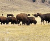 From our Big West collection: America was once awash with these magnificent beasts. They are huge, peaceful, and when the large bull grunts, the deep rumbling sound leaves no doubt that it is HIS herd, and YOU need to back off.