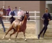N.259 VIVA AL ANJAL - Kuwait A.H. International Championship 2022 - Fillies 3 Years Old (Class 5A).mp4 from anjal