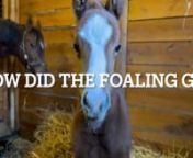 Foal Patrol, an initiative of the National Museum of Racing and Hall of Fame, has partnered with the Paulick Report in Season 5 to bring you closer to featured mares and foals and to ask farm staff questions about their care and management over the course of the season.nnThis episode features Traveling Tiger and her 2022 Audible filly at Safari North at Pauls Mill Farm in Versailles, Kentucky. In response to the question, “How did the foaling go,” Farm Manager Debbie Ward recaps Traveling Ti