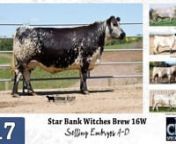 Lot 17 ABCD - Embryos - GGG 16W - Big Chill 2021 from abcd