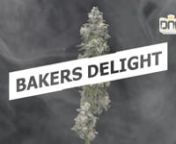 Bakers Delight &#124; DNA GeneticsnBakers Delight is a fantastic tasting strain that shares a frosty cookies appearance alongside a sweet aroma of sorbet that will heighten all your senses, great for depression, anxiety and pain relief. Which truly makes it your ultimate “Bakers Delight”.nnhttps://www.dnagenetics.com/flowers/bakers-delight/nMusic: Envato ElementsnSong: Urban ChillnnPlease note: All imagery and video are purely for educational purposes only