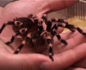 Documentario sobre tarantulas...nnE sobre um rapaz que tem 24 tara¢ntulas em casa de varias especies e que cada uma tem um cuidado especial.