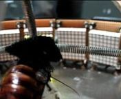Project: http://conceptlab.com/roachbot/nnVideo Transcription:nn[00:04]Cockroach Controlled Mobile Robotn