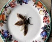 Before you call this video gross, or trendy, or sensationalist... watch it.David Gracer, an entomophagy (bug eating) expert gives a pretty good case for making wider use of bugs.And of course I eat like 12 varieties... enjoy.nnwww.theperennialplate.com