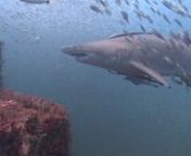 No matter how often I dive Cape Hatteras, North Carolina, the sand tiger sharks continue to AMAZE me. We encountered this sweet girl while diving the tug wreck, an artificial reef, just 4 miles outside the inlet in about 70 ft of water. The dive boat was the