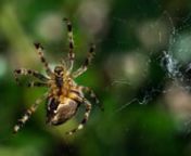 A spider making his web. 1h30 shooting, one picture every four seconds. Shot with Nikon D4 and timelapse function...