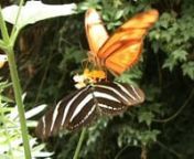 El Butterfly Park está situado en la Costa Brava, en una zona de gran riqueza natural y cultural, tocando el Parque Natural “Aiguamolls de l’Empordá” y a pocos km del Parque Natural de Cap de Creus y del Paraje Natural de la Albera. En un invernadero de 1000 m2 hemos recreado una selva tropical donde las mariposas y las aves tienen el máximo protagonismo. Las plantas son fundamentales para lograr el ambiente adecuado y un funcionamento ecológicamente equilibrado.nnEl Butterfly Park est