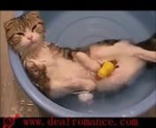 It is a funny video about cat and water, what will happen when your cats come into contact with water? come say what will happen in the vedio.