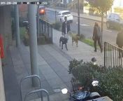 Detectives investigating a dog attack that left an 11-year-old girl in hospital have released video footage of the dogs and their owner. Source: Metropolitan Police