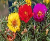 Moss rose is an ideal plant when you need to cover hot, sunny ground.