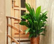 As the name implies, cast iron plants are tough, no-nonsense plants when grown indoors or out.