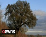 Campaigners have hailed a &#39;miracle&#39; as &#39;England&#39;s best tree&#39; which was felled to make way for HS2 has started growing back.&#60;br/&#62;&#60;br/&#62;The 200-year-old champion pear tree was removed to make way for the controversial rail line in 2020.&#60;br/&#62;&#60;br/&#62;It was one of the largest in the UK and was voted the best tree in England in a 2015 poll by the Woodland Trust.&#60;br/&#62;&#60;br/&#62;The tree in Cubbington, Warwickshire was dug up for HS2 - despite immense opposition from local residents.&#60;br/&#62;&#60;br/&#62;The stump and root ball were moved by contractors and replanted in a field around 100m from its original home.&#60;br/&#62;&#60;br/&#62;And now to the delight of the community the pear tree has been sprouting new shoots and leaves.&#60;br/&#62;&#60;br/&#62;Penny McGregor, whose family owned the woodland where the HS2 rail line now stands, used to see the tree through her kitchen window every morning.&#60;br/&#62;&#60;br/&#62;The pear tree, cited as a champion tree in Warwickshire due to its large girth, was positioned on the border of the land which her father has owned for 47 years.&#60;br/&#62;&#60;br/&#62;Penny, whose brother has been implementing regenerative farming on the land for nearly a decade, said: &#92;