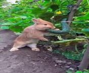 The little rabbit secretly eats cucumbers in the vegetable garden#pets #rabbit #animals from byteb eat
