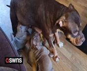 An animal lover who rescued a young XL Bully now has nine banned dogs on her hands after she gave birth to a surprise litter of pups.&#60;br/&#62;&#60;br/&#62;The 43-year-old mum has managed to get special exemption certificates for the now-banned breed. &#60;br/&#62;&#60;br/&#62;But she cannot legally sell them or even give them away - and will have to keep them unless she has them put down, which would &#39;break her heart&#39;.&#60;br/&#62;&#60;br/&#62;It has created a huge practical and financial headache for the woman and her family, who do not wish to be named.&#60;br/&#62;&#60;br/&#62;Despite the ban on owning XL Bullies being announced by the government on October 31, the family rescued Brandy in November as they “just wanted to give her a better life”.&#60;br/&#62;&#60;br/&#62;But she said that at the time they had “no idea” the dog was pregnant.&#60;br/&#62;&#60;br/&#62;The woman, from Canterbury, Kent, said: “When she kept getting fatter despite watching her diet, we took her to a vet, who told us she was pregnant.&#60;br/&#62;&#60;br/&#62;“It was a huge shock and we probably wouldn’t have taken her in had we known.”&#60;br/&#62;&#60;br/&#62;Seven weeks ago, Brandy gave birth to a litter of 10 pups, of which eight survived.&#60;br/&#62;&#60;br/&#62;The owner said: “We helped deliver them all ourselves and they are adorable.&#60;br/&#62;&#60;br/&#62;“But now we are at a complete loss about what to do because we could never have them put down.”&#60;br/&#62;&#60;br/&#62;She said the pups are growing fast and becoming more boisterous and demanding by the day, adding: “They are little balls of energy and fun and, like their, mum, just very friendly and loveable.&#60;br/&#62;&#60;br/&#62;“We believe the problem around XL Bullies is not the dogs, but their owners – they are the ones who should be vetted to see if they are suitably responsible.”&#60;br/&#62;&#60;br/&#62;She said the birth of the pups has also been quite the upheaval for the family’s “lovely” seven-year-old Labrador, called Honey, who has gone from being the only pet to one of 10 dogs in the house.&#60;br/&#62;&#60;br/&#62;The owner says she has no worries about the Bullies being branded dangerous dogs, adding: “Brandy is even nicer [than Honey] and we trust her completely with our children.”&#60;br/&#62;&#60;br/&#62;But she said the litter is presenting a financial &#92;