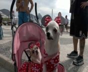 Welcome to the most adorable parade on Copacabana beach! Picture this: pooches dressed as Minnie Mouse, princesses, and superheroes, wagging their tails in excitement as they join the annual BloCao, a celebration where pets and their owners get to revel in Carnival together. Buzz60’s Maria Mercedes Galuppo has the story.