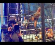 RANDY Orton RKO WWE Elimination Chamber 2024 - AJ Style ATTACK LA Knight, Elimination Chamber 2024