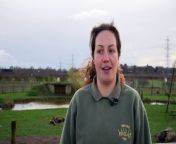 International Polar Bear Day interview with Yorkshire Wildlife Park&#39;s Senior Carnivore Ranger Amy Bowden as the park celebrates the 10th anniversary of Project Polar.