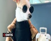 Meet the globetrotting doggy influencer who only stays in five-star hotels and has a bigger wardrobe than his owner.&#60;br/&#62;&#60;br/&#62;Bao, a three-year-old Chihuahua, has visited Paris, Mexico, and Alberta, over the last two years.&#60;br/&#62;&#60;br/&#62;His devoted owner, Xa Thi Ngoc Tran, 37, refuses to settle for anything but the best for her beloved pooch.&#60;br/&#62;&#60;br/&#62;Their most recent retreat was to the Walford Astoria Hotel, in Cancun, Mexico, where Bao was &#92;