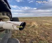 Hold onto your seats!In this jaw-dropping video, witness the epic encounter when a hungry (and curious) lion decides to investigate a tire attached to the filmer&#39;s ride. With heart-pounding excitement, the filmer captures the lion&#39;s gnawing curiosity while advising others in the car to remain still. &#60;br/&#62;Don&#39;t miss out on this wild encounter that will leave you on the edge of your seat! &#60;br/&#62;#lionencounter #wildlifeadventure #adrenalinerush &#60;br/&#62;&#60;br/&#62;Video ID: WGA510728&#60;br/&#62;&#60;br/&#62;#lionencounter #wildlifeadventure #adrenalinerush #epicmoments #naturephotography #viralvideo #animalbehavior #safariadventure #curiouslion #animalattack #animalantics #wildlife #wildlifewednesday #wildlifeencounter #epicencounters #mustwatch #viralvideo #bestofinternet #youtubeshorts