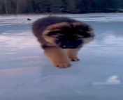 Luke, an 11-year-old dog, was trotting towards their owner on a frozen lake. As the icy lake had melted water on it, it seemed like the dog was dashing on water.