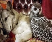 Meet the unlikely best friends - a dog who is pals with OWLS and loves to cuddle and go on walks with them.&#60;br/&#62;&#60;br/&#62;Blue, an 11-year old German Shepherd-Husky, has always got along with the birds he lives with.&#60;br/&#62;&#60;br/&#62;Owner Amy Jo Lawrance, 40, didn&#39;t expect her pup to strike up such a bond with three of her six pet owls – Juneau, Xena and Frankie.&#60;br/&#62;&#60;br/&#62;But Blue loves his feathered friends and they often go on walks together and playfully chase each other.