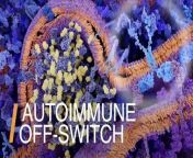 Sometimes the body’s immune system is a bit overzealous and, with some autoimmune disorders, the body can end up attacking its own cells. Now researchers say they have identified the “switch” which may be able to prevent that from happening.