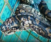 This snake in an Australian suburb was carrying an astonishing number of parasitic hitchhikers.