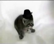 Jealous Cat Bitch Slaps Kittens Stylish Hat Off.