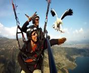 Parahawking is a fusion between Falconry and Paragliding. These birds of prey are trained to fly with paragliders and to guide them to the thermals. Parahawking also gives you a unique opportunity to interact with birds of prey in their own environment.