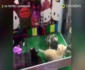 Live cats are up for grabs as amusement arcade prizes in China. &#60;br/&#62;