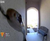 Normally, an alert at the doorbell camera means my wife has a delivery from Amazon (and she probably ordered it that morning with her ultra platinum Amazon Prime exclusive member account), but this was a surprise. Maybe he had the wrong house? HOA? Maybe he’s selling solar panels.&#60;br/&#62;&#60;br/&#62; Connect with Doorbell Camera Video&#60;br/&#62;‣ Subscribe: https://Doorbell.Fun/YT&#60;br/&#62;‣ Submit Video: https://Doorbell.Fun/SBM&#60;br/&#62;‣ Visit Website: https://Doorbell.Fun&#60;br/&#62;&#60;br/&#62; Connect with TeslaCam live&#60;br/&#62;‣ Subscribe: https://TeslaCam.Live/YT&#60;br/&#62;&#60;br/&#62; Connect with Dashcam Ltd&#60;br/&#62;‣ Subscribe: https://DashCam.Ltd/YT&#60;br/&#62;&#60;br/&#62;Thanks for watching!&#60;br/&#62;Don&#39;t forget to subscirbe &amp; share.&#60;br/&#62;&#60;br/&#62;#ringdoorbell #smarthome #tvmounting #ring #homesecurity #amazon #ringvideodoorbell #ringdoorbellpro #amazonalexa #smarthometechnology #hometech #smartplug #tech #smarthometech #nest #automation #googlehomemini #iot #smartdisplay #wifiplug #instatech #applehomekit #smartbulb #clock #lifx #googleassistant #doorbell #doorbellcam #doorbellcamera #doorbellcameravideo