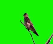 Bird Green Screen - Colombian bird