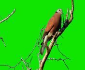 DOVE STANDING ON A TREEBIRD GREEN SCREEN