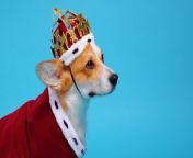 We all know the Queen loved a corgi but there are many other pets the royals own ranging from rabbits to reptiles! Here’s a list of royal pet members you probably didn’t know existed.Buzz60’s Chloe Hurst has the story!