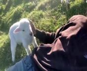 Cute Lamb Needs Attention from little baby