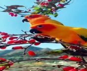 A fascinating sight of parrots from bangli funy tik tok video
