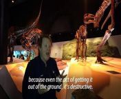 Before a T. rex can tower over museum visitors or a Triceratops can show off its huge horns, dinosaur fossils must first be painstakingly reconstructed -- cleaned, fit together and even painted. That’s what Lauren this restorationist does.