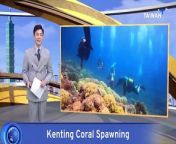 Scientists say divers&#39; headlamps could interfere with late-night coral spawning off Taiwan&#39;s southern tip.