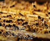 Bees are pretty amazing creatures. They have an interesting and structured social hierarchy, they produce honey and they pollinate our plants. Now a new study has revealed yet another incredible skill: they cooperate.