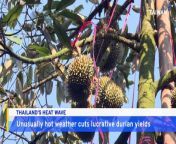 Farmers in Thailand struggle to harvest the popular, stinky durian fruit amid an unprecedented heat wave.