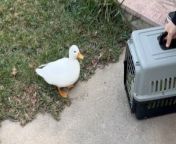 Anabel&#39;s heartwarming video captures the touching reunion of her beloved ducks, Jake and Ellie. &#60;br/&#62;&#60;br/&#62;&#92;