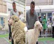 West Plains Zodiac, exhibited by West Plains stud, Delegate, was sashed the supreme Merino exhibit the day before.
