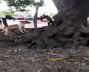 Funny dog and monkey fight video
