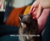 In this captivating video, we delve into the enchanting world of felines and unravel the mystery behind why cats purr. Join us as we uncover the science and secrets behind this soothing sound that cats produce. From the adorable house cats to the majestic big cats, discover the reasons behind this unique behavior. If you&#39;re a cat lover or simply intrigued by these amazing creatures, this video is a must-watch! Don&#39;t forget to like and share this video with your friends who adore cats as much as we do!#Cats #CatPurring #FelineBehavior #CatLovers #PetLovers&#60;br/&#62;See Less&#60;br/&#62;OUTLINE:&#60;br/&#62;00:00:00&#60;br/&#62;The Purring Mystery&#60;br/&#62;&#60;br/&#62;00:00:55&#60;br/&#62;The Science of Purring&#60;br/&#62;&#60;br/&#62;00:01:46&#60;br/&#62;The Purposes of Purring