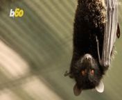 At the Northumberland Zoo, in the UK, an ultra rare and extremely cute bat gave birth to a precious pup while hanging upside down and, for the first time ever, zoo staff were able to capture the experience on camera, since every birth counts for the critically endangered Livingstone’s fruit bat. Yair Ben-Dor has more.