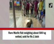A rare fish weighing about 500 kg was netted from the Bay of Bengal near Paradip in Odisha on November 14.The local fishermen identified the fish as a rare species of sawfish which is found in the deep sea in both Bay of Bengal and the Arabian Sea. A huge crowd had gathered to have a glimpse of the rare fish.Later, a Kolkata customer bought the fish for Rs one lakh. Sawfish oil is used to prepare medicine to cure some complicated diseases. &#60;br/&#62;