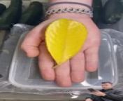 Guess what animal this leaf will turn into???
